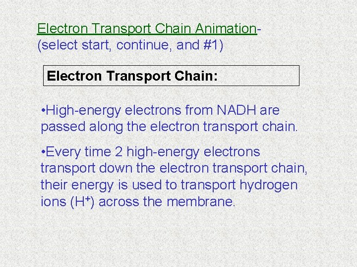 Electron Transport Chain Animation(select start, continue, and #1) Electron Transport Chain: • High-energy electrons