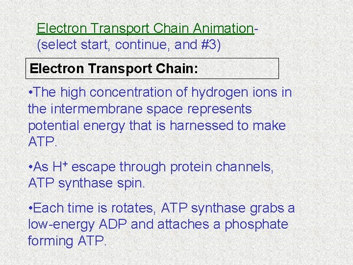 Electron Transport Chain Animation(select start, continue, and #3) Electron Transport Chain: • The high