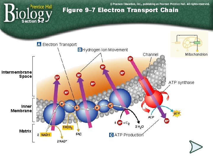 Figure 9– 7 Electron Transport Chain Section 9 -2 Electron Transport Hydrogen Ion Movement