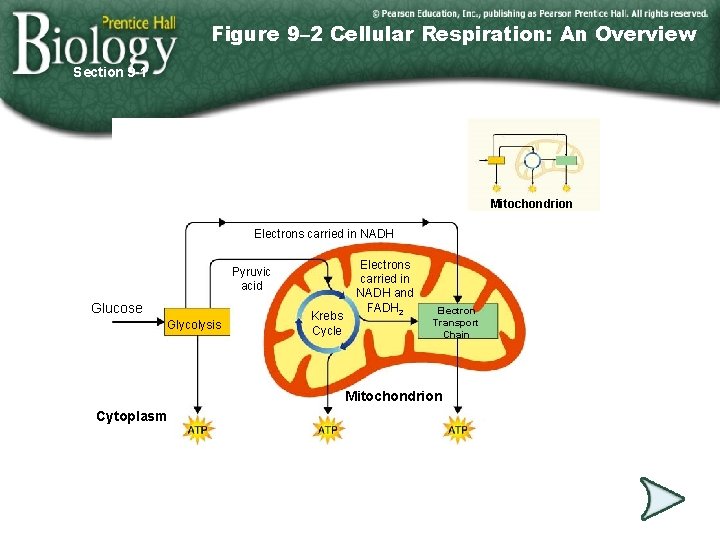 Figure 9– 2 Cellular Respiration: An Overview Section 9 -1 Mitochondrion Electrons carried in