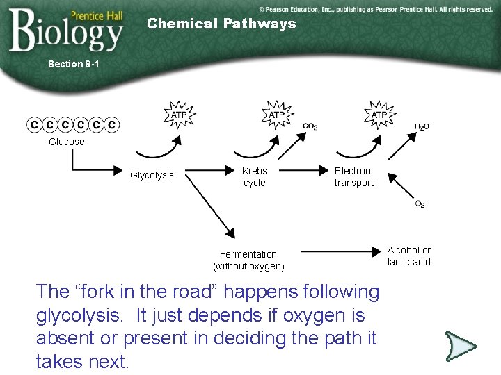 Chemical Pathways Section 9 -1 Glucose Glycolysis Krebs cycle Electron transport Fermentation (without oxygen)