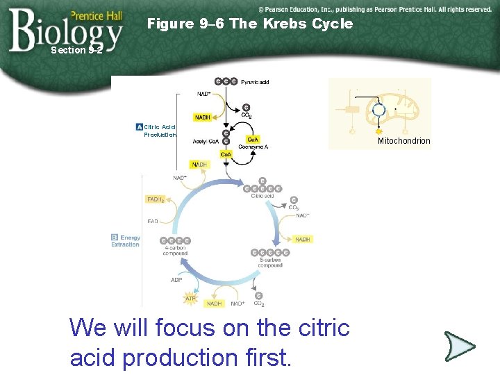 Figure 9– 6 The Krebs Cycle Section 9 -2 Citric Acid Production We will
