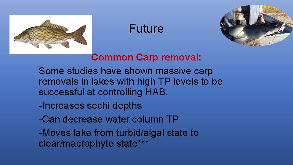 Future Common Carp removal: Some studies have shown massive carp removals in lakes with