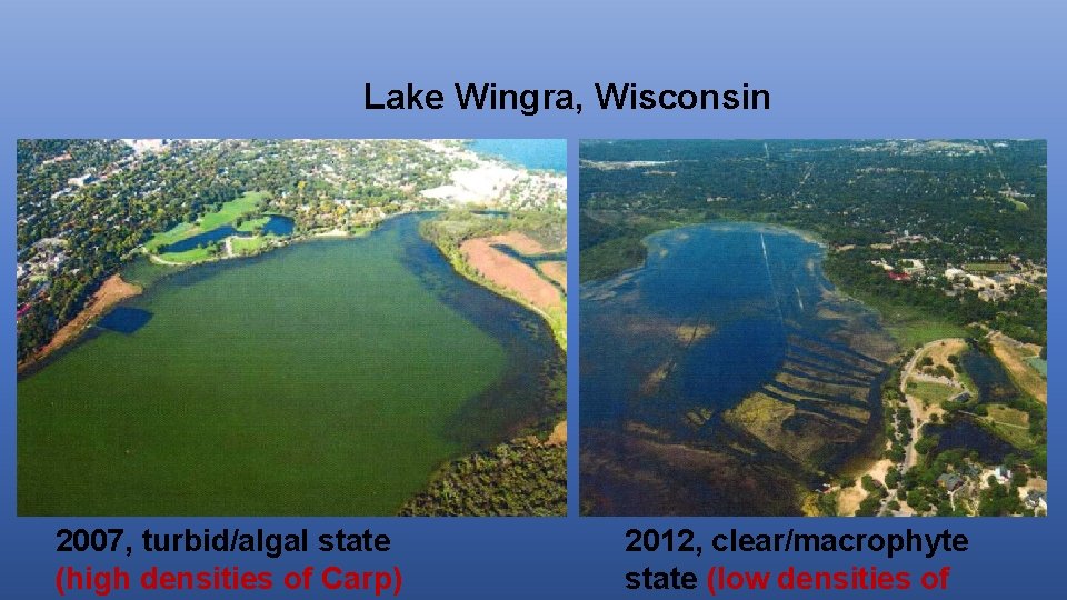 Lake Wingra, Wisconsin 2007, turbid/algal state (high densities of Carp) 2012, clear/macrophyte state (low