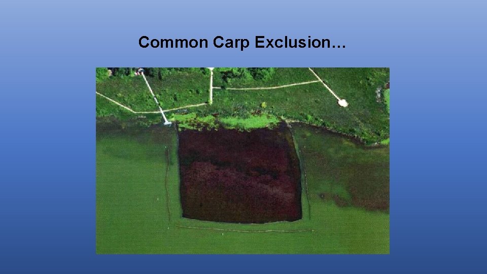 Common Carp Exclusion… 