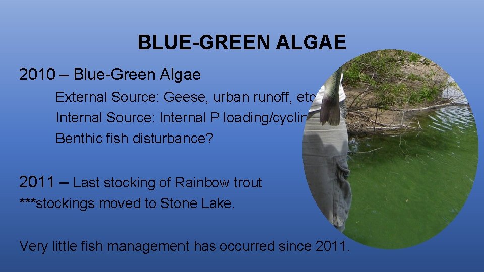 BLUE-GREEN ALGAE 2010 – Blue-Green Algae External Source: Geese, urban runoff, etc. Internal Source:
