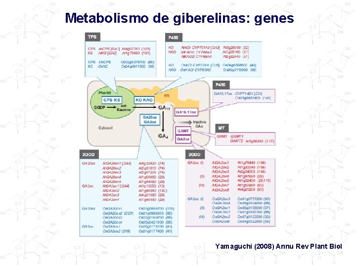 Metabolismo de giberelinas: genes Yamaguchi (2008) Annu Rev Plant Biol 