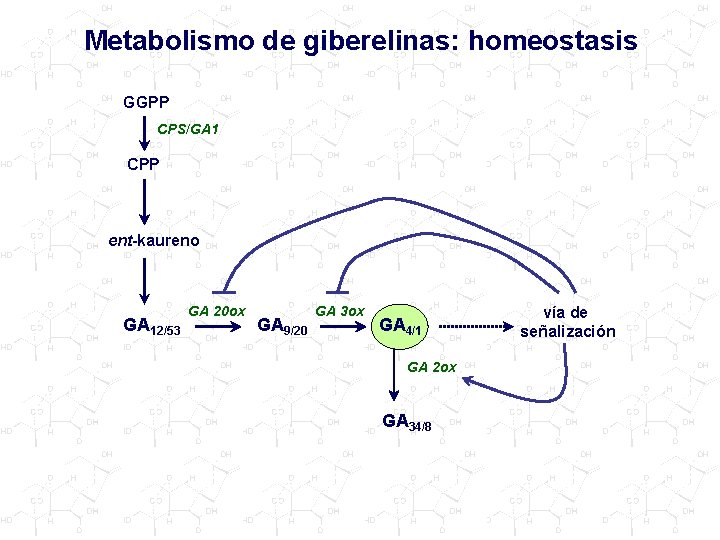 Metabolismo de giberelinas: homeostasis GGPP CPS/GA 1 CPP ent-kaureno GA 12/53 GA 20 ox