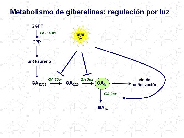 Metabolismo de giberelinas: regulación por luz GGPP CPS/GA 1 CPP ent-kaureno GA 12/53 GA
