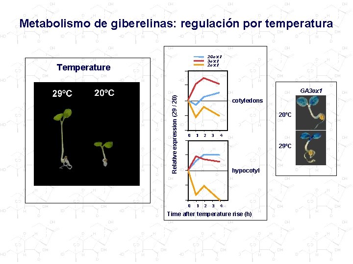 Metabolismo de giberelinas: regulación por temperatura 20 ox 1 3 ox 1 2 ox