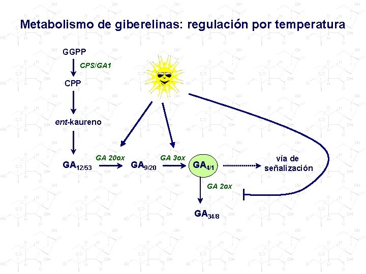 Metabolismo de giberelinas: regulación por temperatura GGPP CPS/GA 1 CPP ent-kaureno GA 12/53 GA