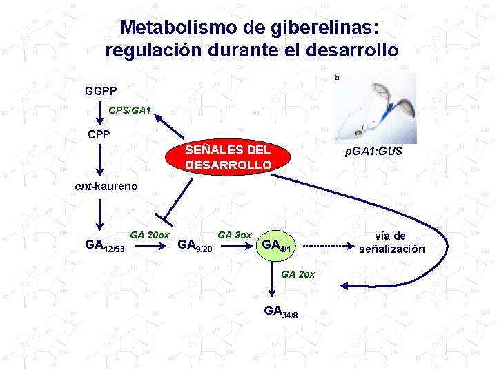 Metabolismo de giberelinas: regulación durante el desarrollo GGPP CPS/GA 1 CPP SEÑALES DEL DESARROLLO