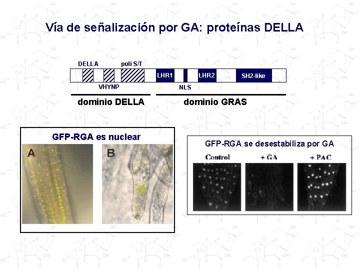 Vía de señalización por GA: proteínas DELLA poli S/T LHR 1 VHYNP dominio DELLA