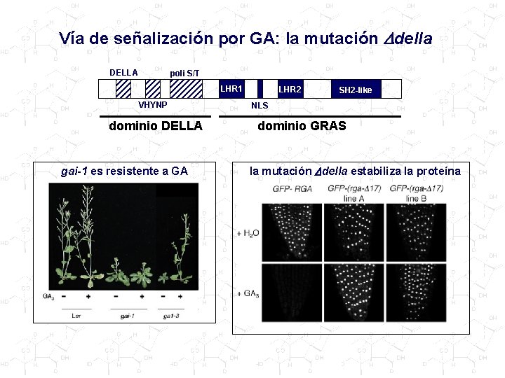 Vía de señalización por GA: la mutación Ddella DELLA poli S/T LHR 1 VHYNP