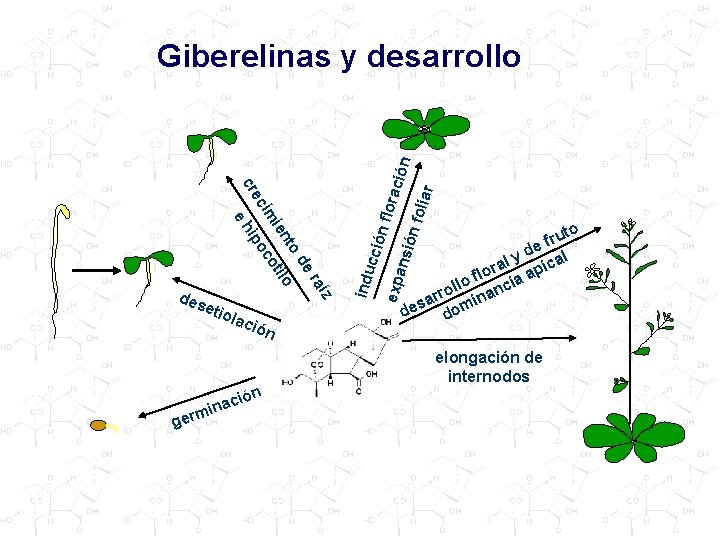 o ip íz ra de to o ien otil c im eh etio lac