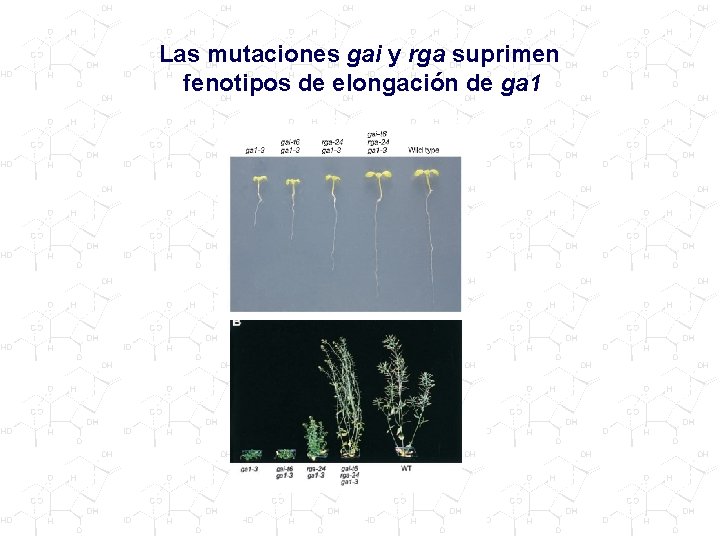 Las mutaciones gai y rga suprimen fenotipos de elongación de ga 1 