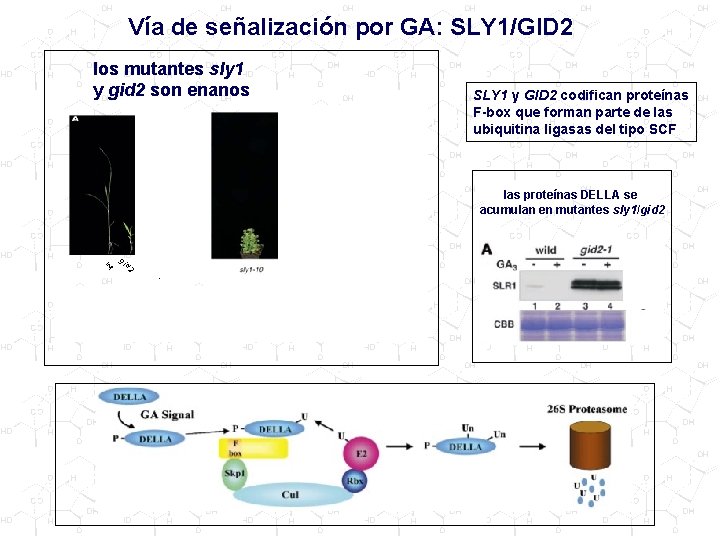 Vía de señalización por GA: SLY 1/GID 2 los mutantes sly 1 y gid