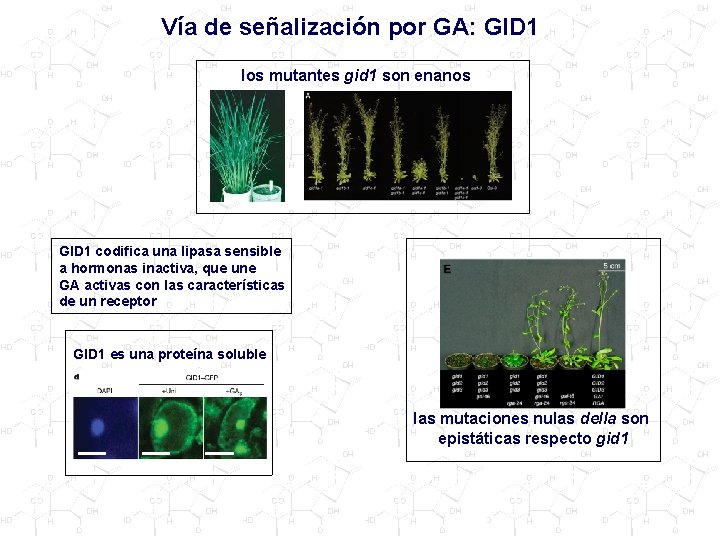 Vía de señalización por GA: GID 1 los mutantes gid 1 son enanos GID