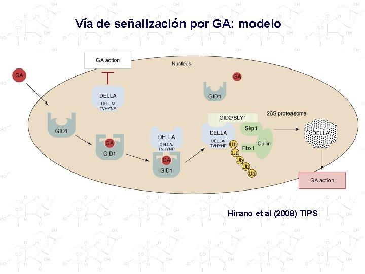 Vía de señalización por GA: modelo Hirano et al (2008) TIPS 