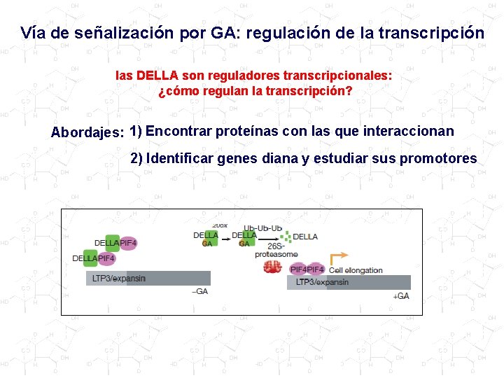 Vía de señalización por GA: regulación de la transcripción las DELLA son reguladores transcripcionales: