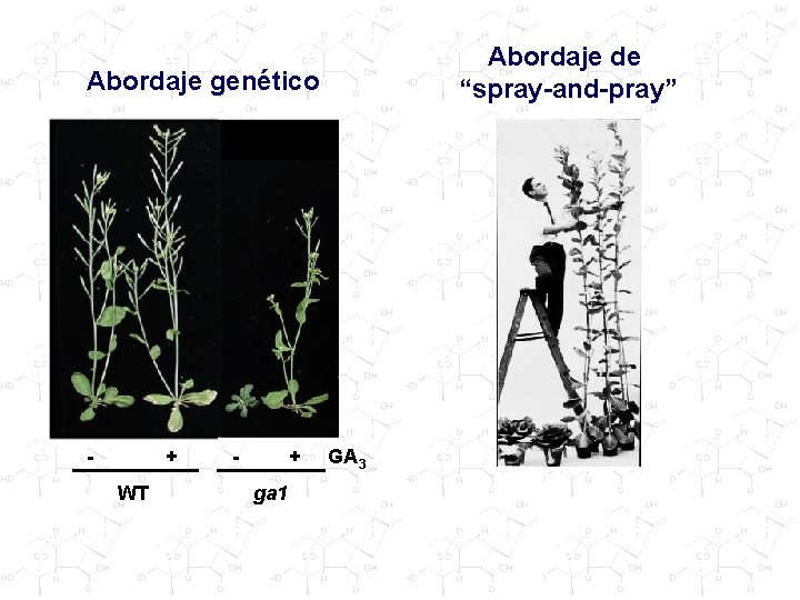 Abordaje de “spray-and-pray” Abordaje genético - + WT - + ga 1 GA 3