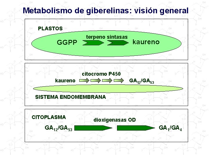 Metabolismo de giberelinas: visión general PLASTOS GGPP terpeno sintasas kaureno citocromo P 450 kaureno