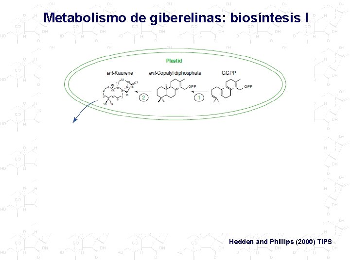 Metabolismo de giberelinas: biosíntesis I Hedden and Phillips (2000) TIPS 