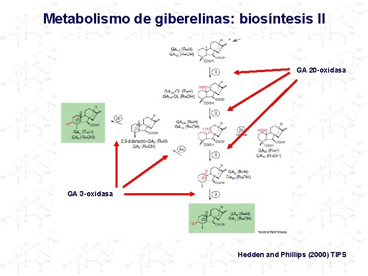 Metabolismo de giberelinas: biosíntesis II GA 20 -oxidasa GA 3 -oxidasa Hedden and Phillips