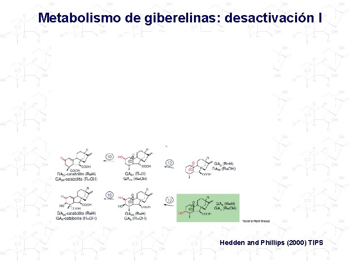 Metabolismo de giberelinas: desactivación I Hedden and Phillips (2000) TIPS 