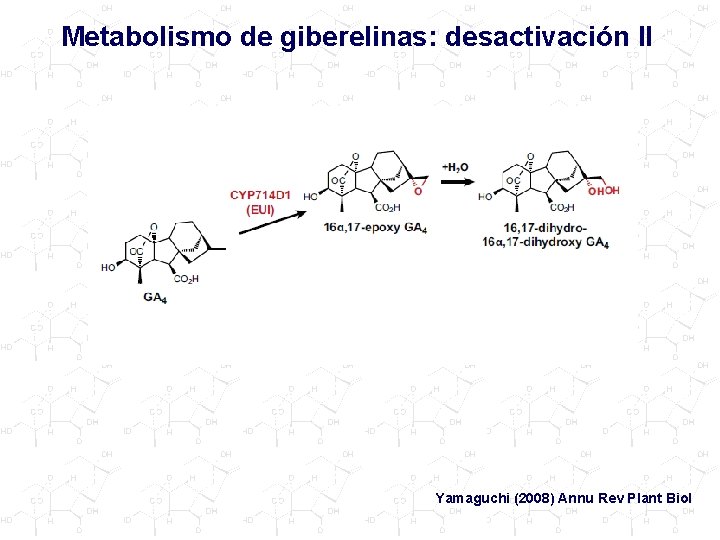 Metabolismo de giberelinas: desactivación II Yamaguchi (2008) Annu Rev Plant Biol 