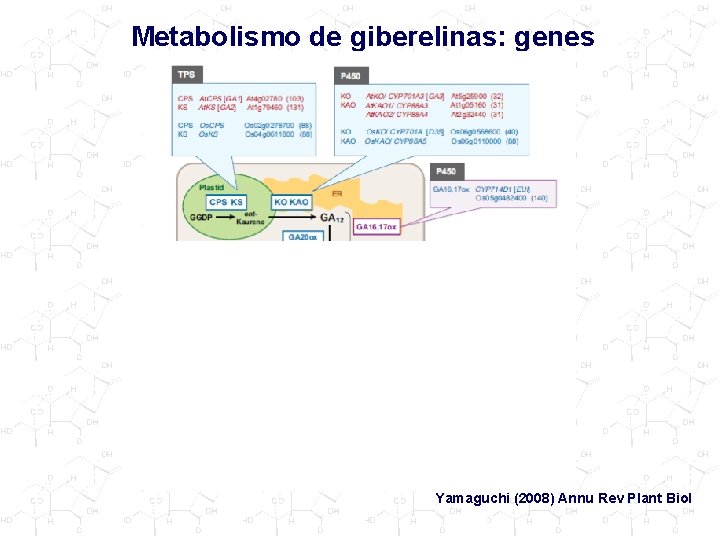 Metabolismo de giberelinas: genes Yamaguchi (2008) Annu Rev Plant Biol 