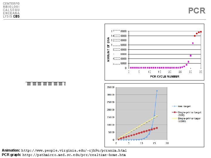 PCR Animation: http: //www. people. virginia. edu/~rjh 9 u/pcranim. html PCR graph: http: //pathmicro.