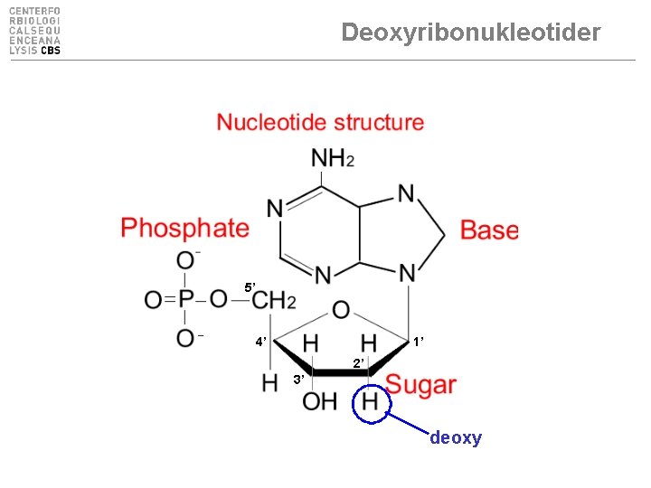 Deoxyribonukleotider 5’ 4’ 1’ 2’ 3’ deoxy 