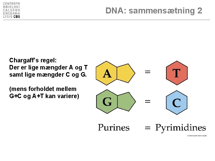 DNA: sammensætning 2 Chargaff’s regel: Der er lige mængder A og T samt lige