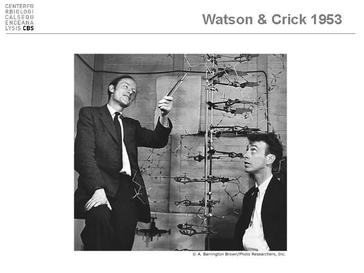 Watson & Crick 1953 