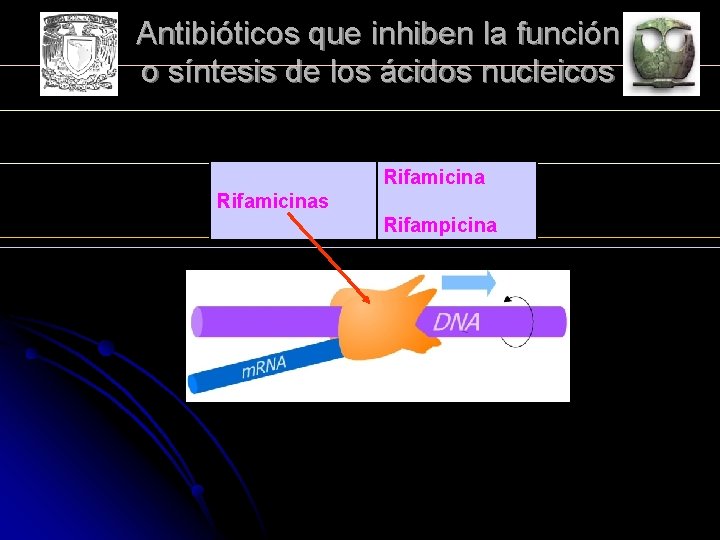 Antibióticos que inhiben la función o síntesis de los ácidos nucleicos Rifamicinas Rifampicina 