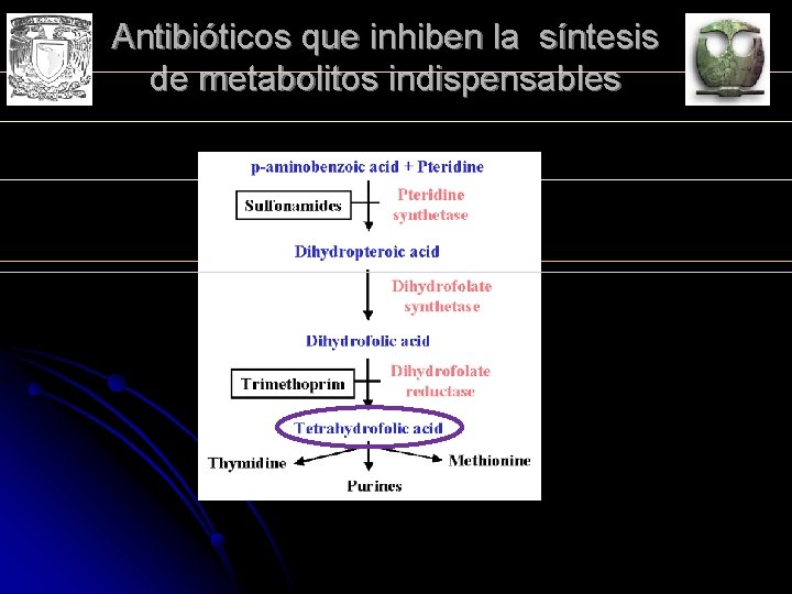 Antibióticos que inhiben la síntesis de metabolitos indispensables 