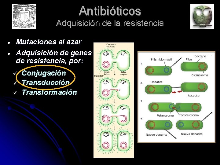 Antibióticos Adquisición de la resistencia Mutaciones al azar Adquisición de genes de resistencia, por: