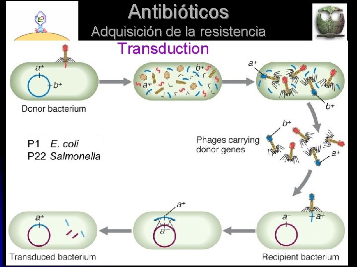 Antibióticos Adquisición de la resistencia Transduction 