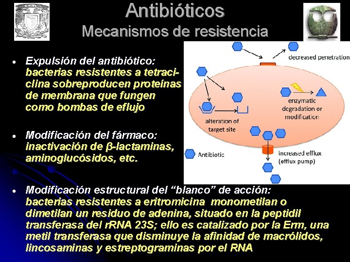 Antibióticos Mecanismos de resistencia Expulsión del antibiótico: bacterias resistentes a tetraciclina sobreproducen proteínas de