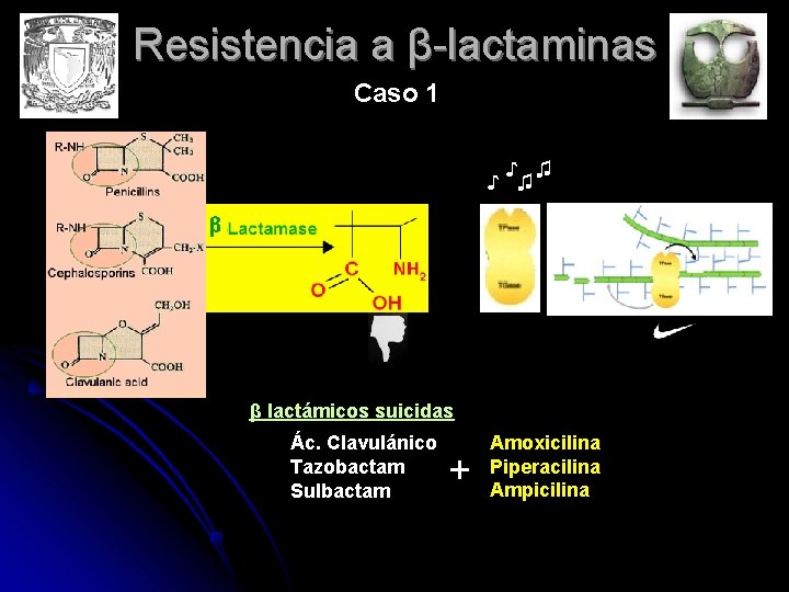 Resistencia a β-lactaminas Caso 1 ♪ ♫ β lactámicos suicidas Ác. Clavulánico Tazobactam Sulbactam