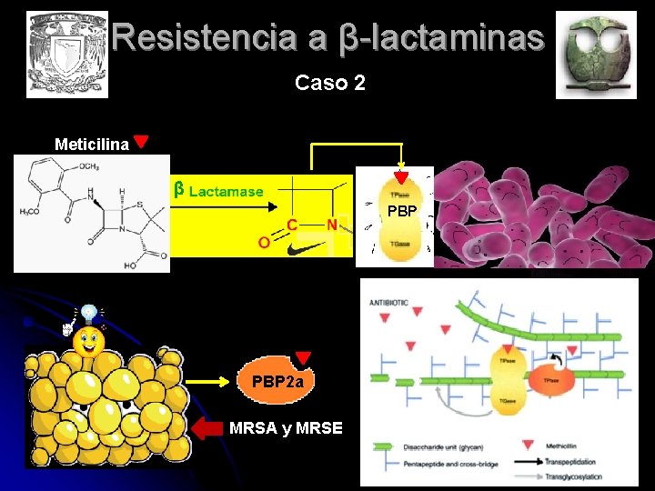 Resistencia a β-lactaminas Caso 2 Meticilina PBP ¡? ! PBP 2 a MRSA y