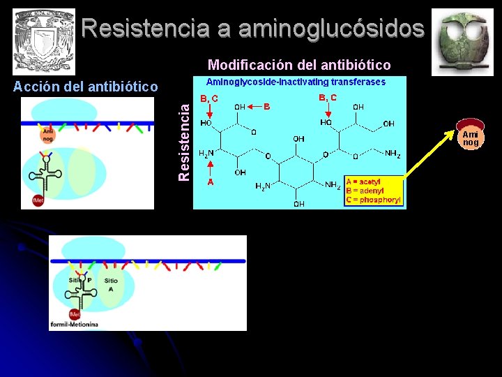 Resistencia a aminoglucósidos Modificación del antibiótico Resistencia Acción del antibiótico Ami nog 