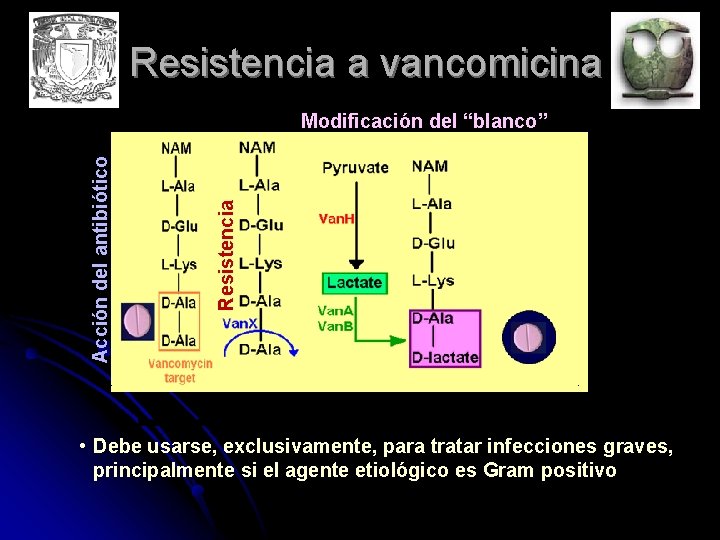 Resistencia a vancomicina Resistencia Acción del antibiótico Modificación del “blanco” • Debe usarse, exclusivamente,