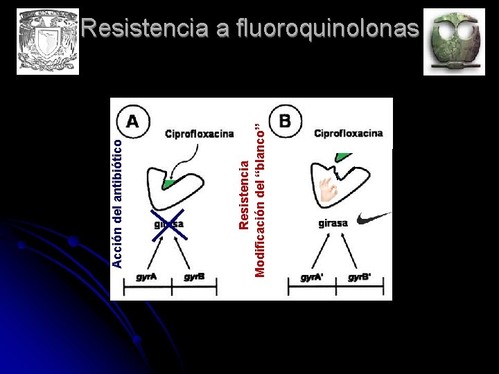Resistencia Modificación del “blanco” Acción del antibiótico Resistencia a fluoroquinolonas 