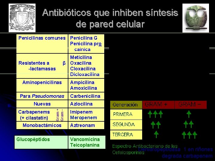 Antibióticos que inhiben síntesis de pared celular Penicilinas comunes Penicilina G Penicilina pro caínica