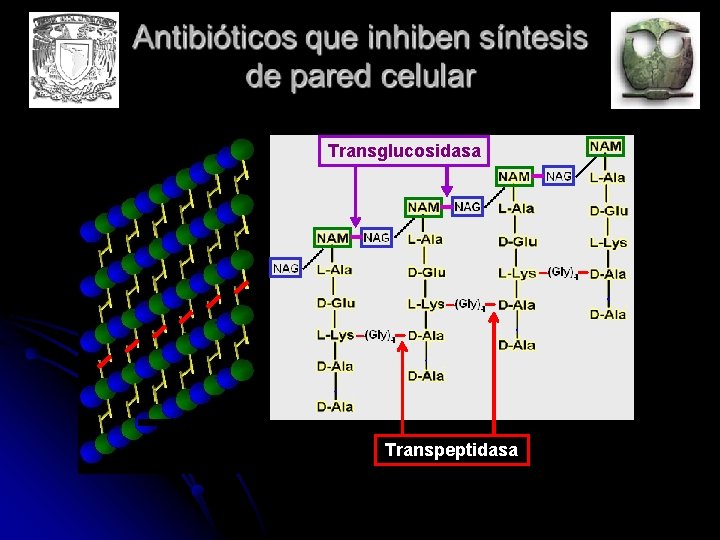 Transglucosidasa Transpeptidasa 