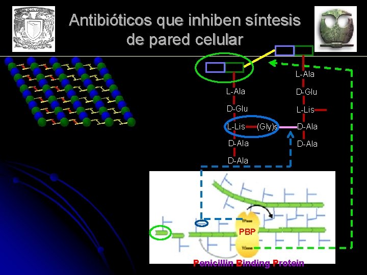 Antibióticos que inhiben síntesis de pared celular L-Ala D-Glu L-Lis D-Ala (Gly)5 D-Ala PBP
