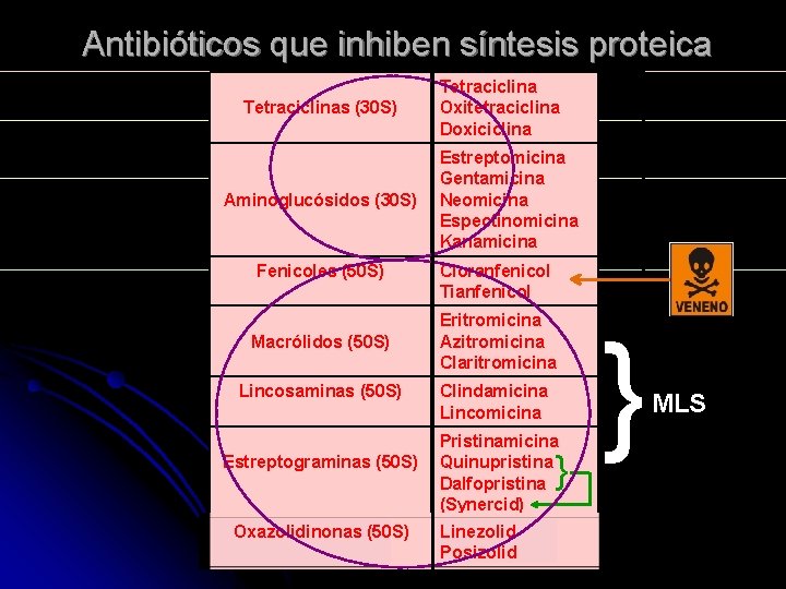 Antibióticos que inhiben síntesis proteica Tetraciclinas (30 S) Aminoglucósidos (30 S) Fenicoles (50 S)