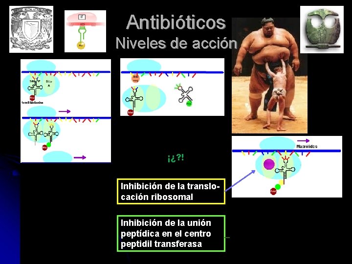 Antibióticos Niveles de acción ¡¿? ! Inhibición de la translocación ribosomal Inhibición de la